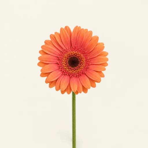 Ankara gerbera buketleri
